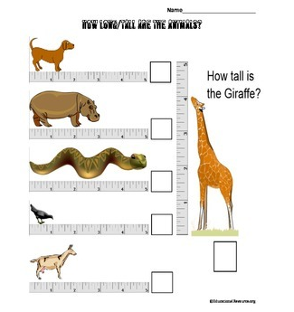 Measure the length or the height of the animals | Educational Resource